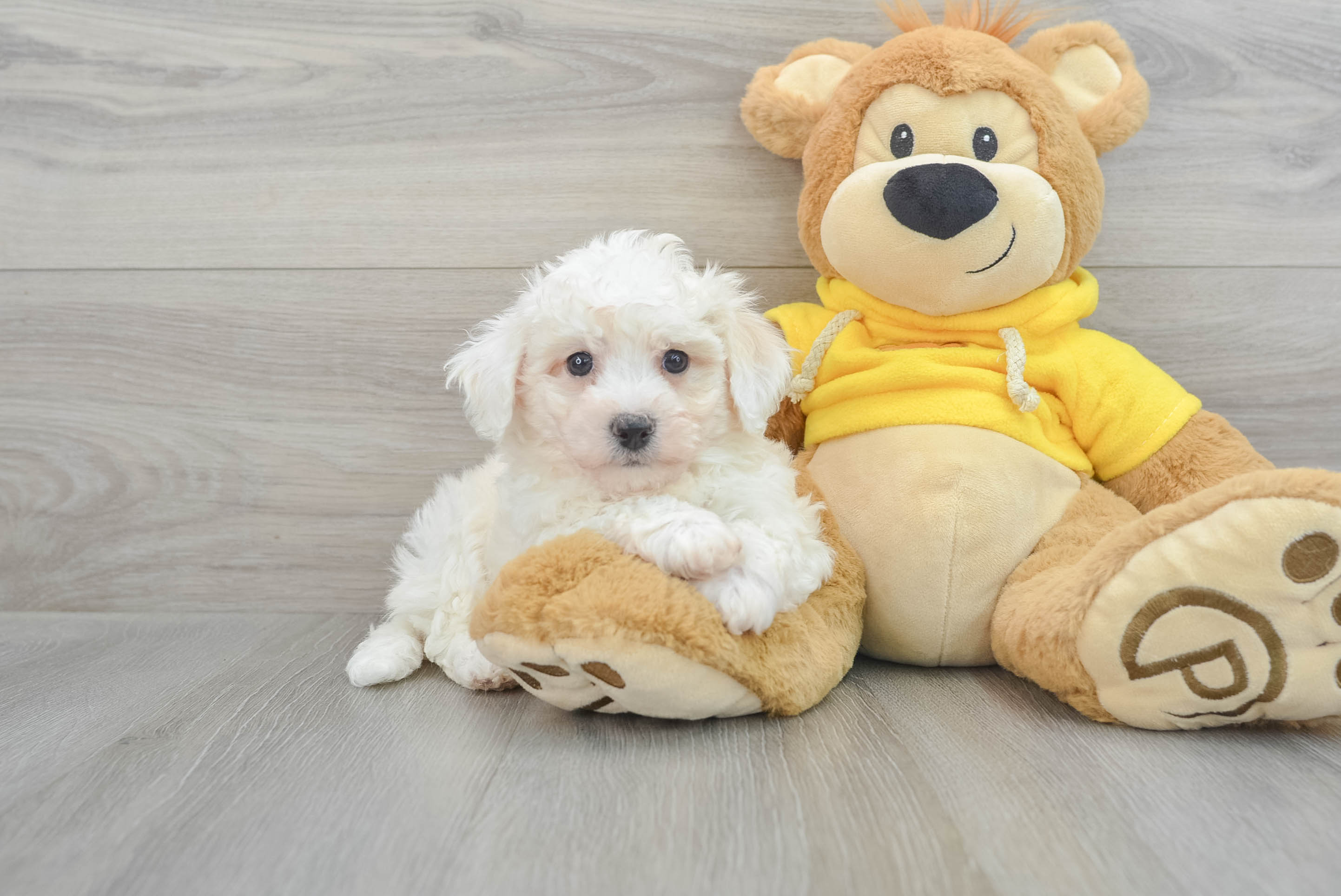 Bichon Frise Puppy for Adoption