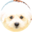 Bichon Frise Puppy For Sale - Windy City Pups