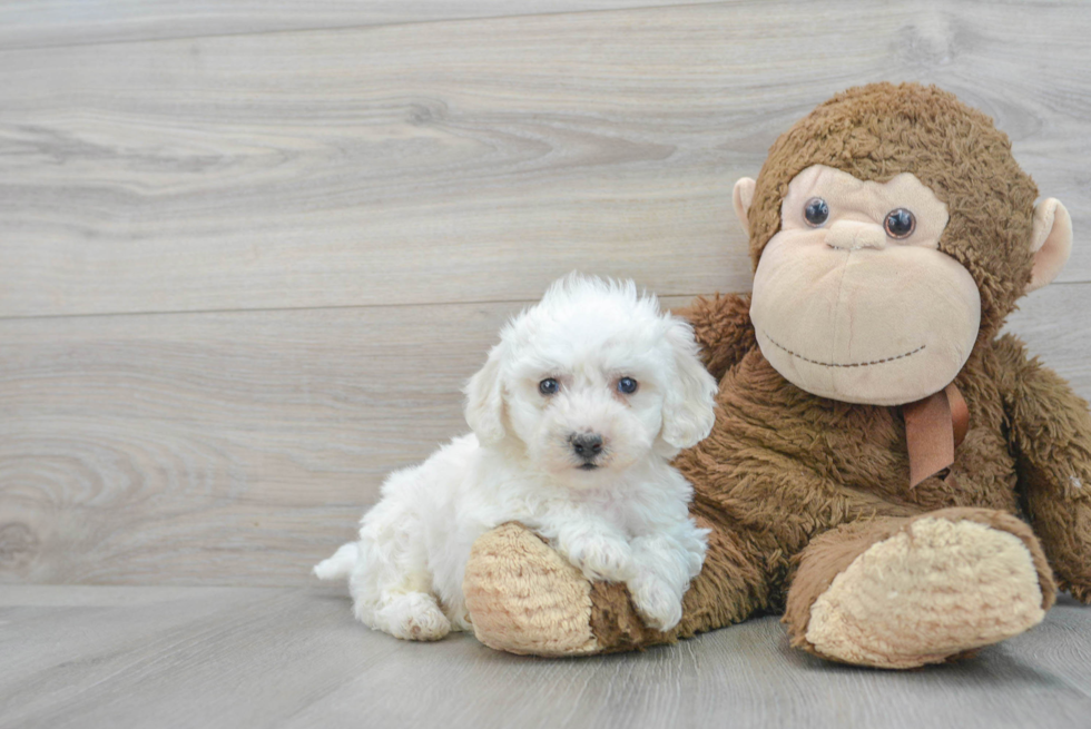 Playful Bichon Frise Baby