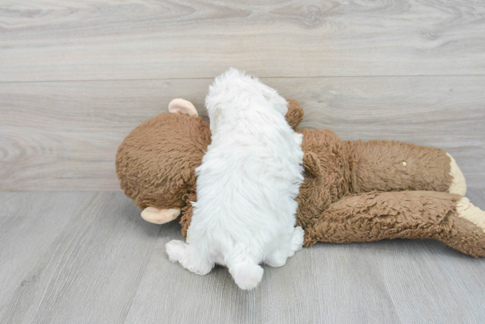 Best Bichon Frise Baby