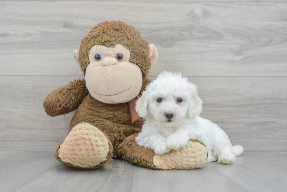 Bichon Frise Puppy for Adoption
