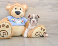 6 week old Boston Terrier Puppy For Sale - Windy City Pups