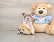 6 week old Boston Terrier Puppy For Sale - Windy City Pups