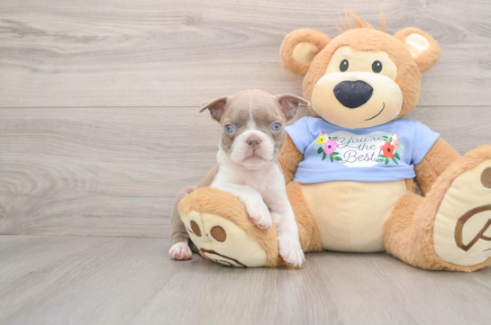 Playful Boston Terrier Baby