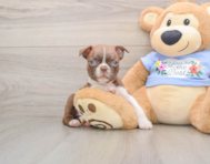 6 week old Boston Terrier Puppy For Sale - Windy City Pups