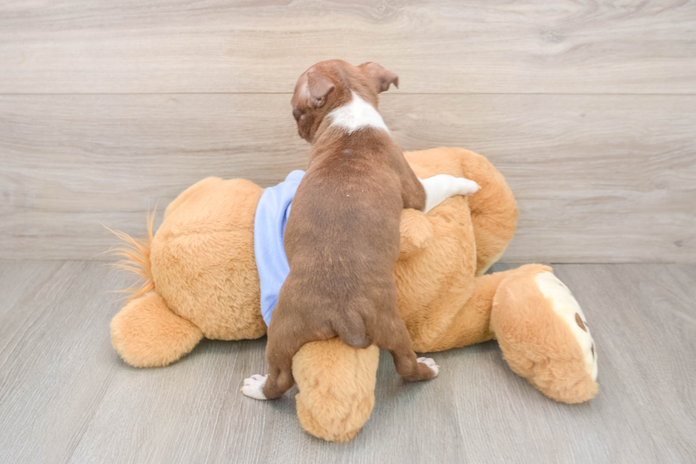 Boston Terrier Pup Being Cute