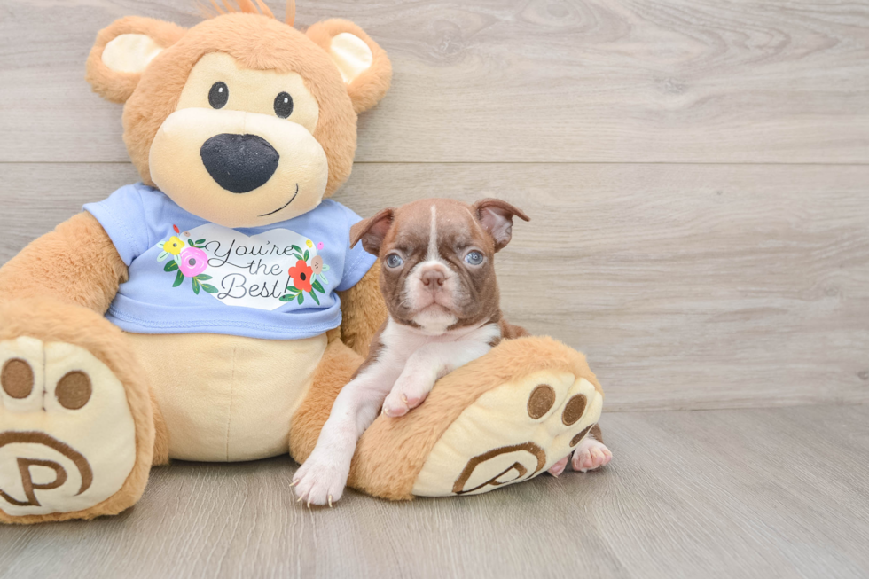 Best Boston Terrier Baby