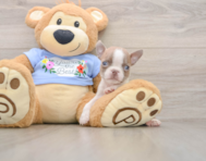 6 week old Boston Terrier Puppy For Sale - Windy City Pups