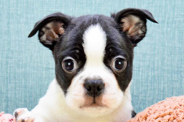 Boston Terrier Puppy For Sale - Windy City Pups