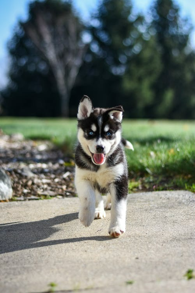 Adorable Pomsky Puppies for Sale in West Chicago, Illinois | Windy 