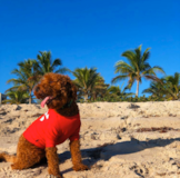 Cute Golden Retriever Poodle Mix Pup