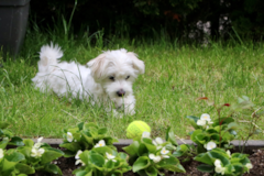 Cute Maltese Pup