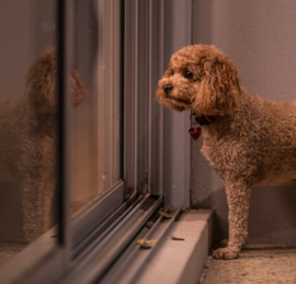 Cavadoodle Puppies For Sale - Windy City Pups