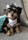 Cute Morkie Designer Pup