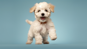 Cute Bichpoo Poodle Mix Pup