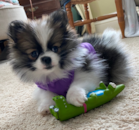 Pomeranian Being Cute