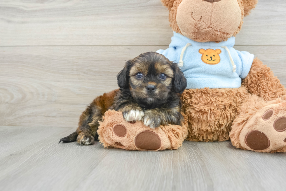 Cavachon Puppy for Adoption