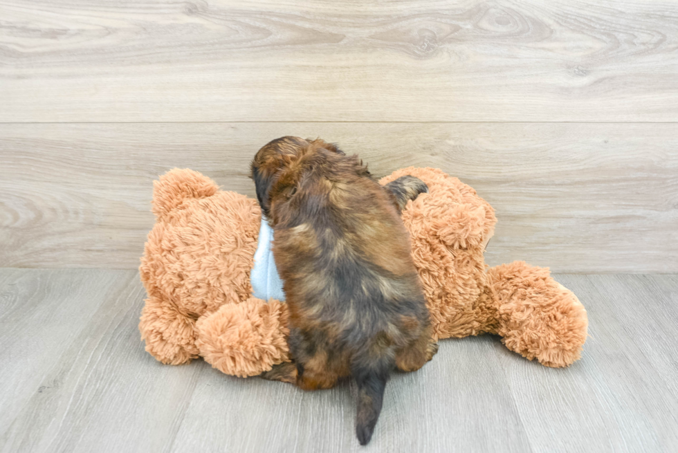 Fluffy Cavachon Designer Pup