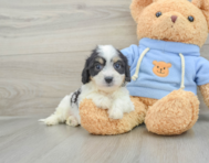 7 week old Cavachon Puppy For Sale - Windy City Pups