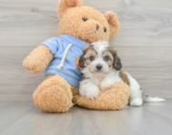 7 week old Cavachon Puppy For Sale - Windy City Pups