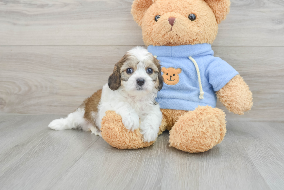 Cavachon Puppy for Adoption