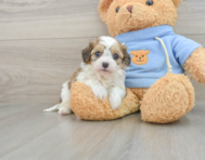 8 week old Cavachon Puppy For Sale - Windy City Pups