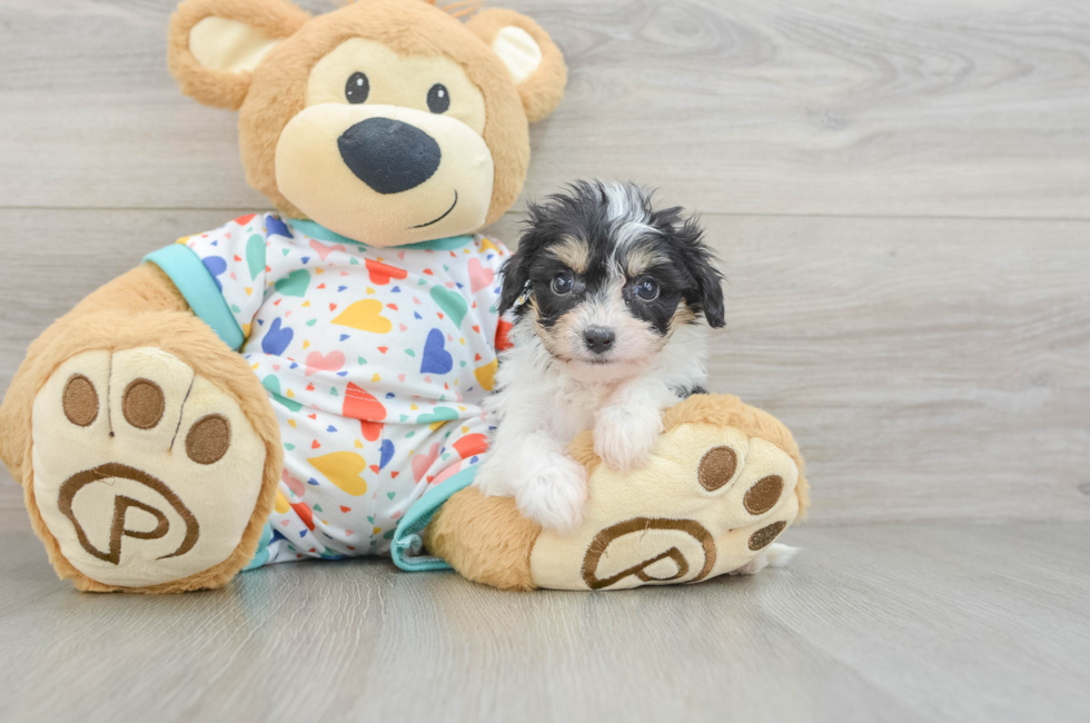 5 week old Cavachon Puppy For Sale - Windy City Pups