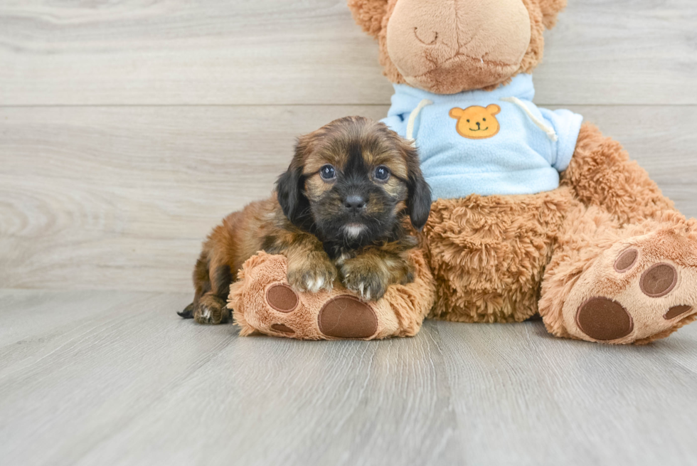 Popular Cavachon Designer Pup