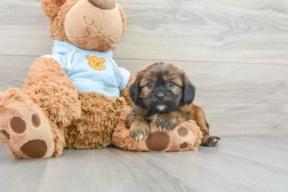 Cavachon Puppy for Adoption