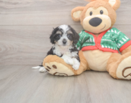 6 week old Cavachon Puppy For Sale - Windy City Pups