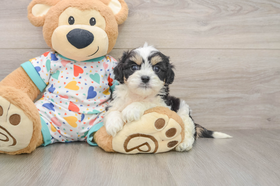 Happy Cavachon Baby