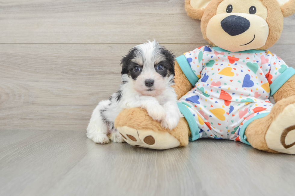 5 week old Cavachon Puppy For Sale - Windy City Pups