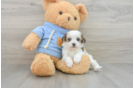 Energetic Cavalier Bichon Designer Puppy