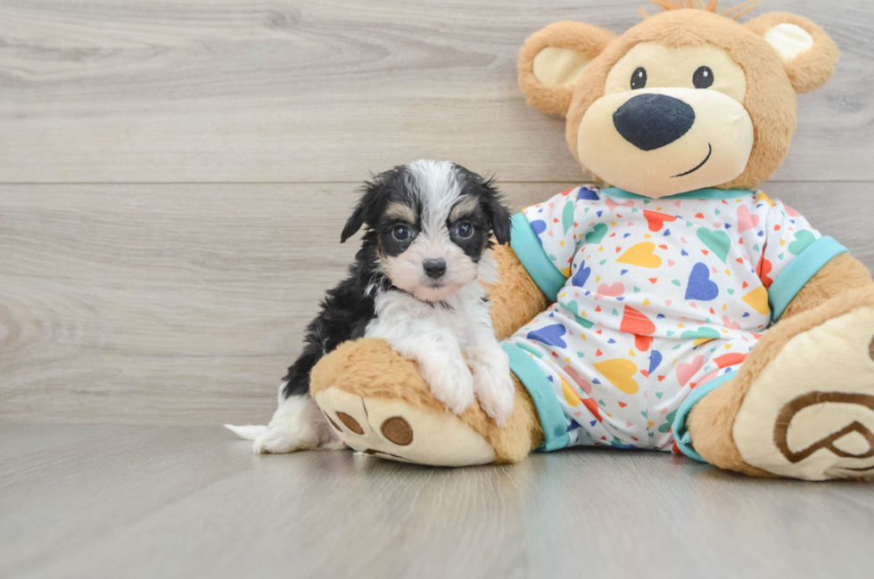 5 week old Cavachon Puppy For Sale - Windy City Pups