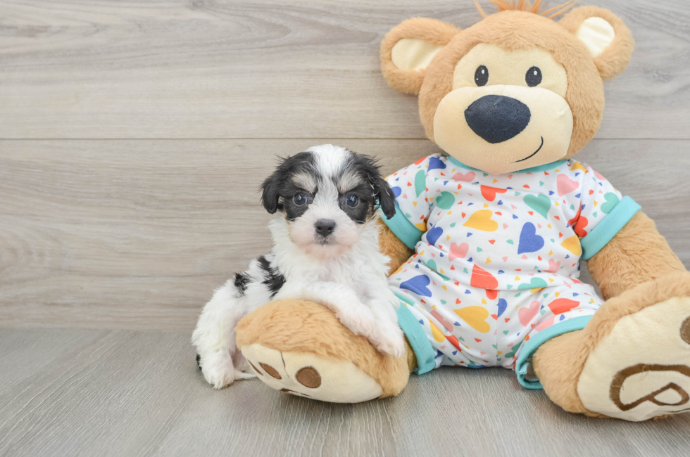 5 week old Cavachon Puppy For Sale - Windy City Pups