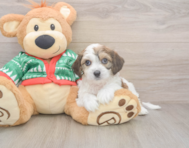 6 week old Cavachon Puppy For Sale - Windy City Pups