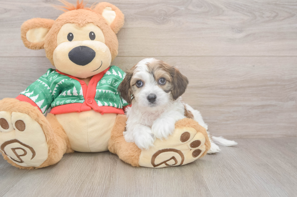 6 week old Cavachon Puppy For Sale - Windy City Pups