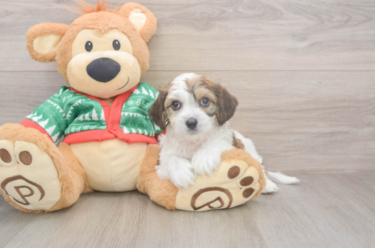 Adorable Cavalier Bichon Designer Puppy