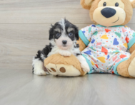 5 week old Cavachon Puppy For Sale - Windy City Pups