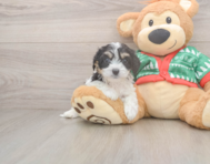 6 week old Cavachon Puppy For Sale - Windy City Pups