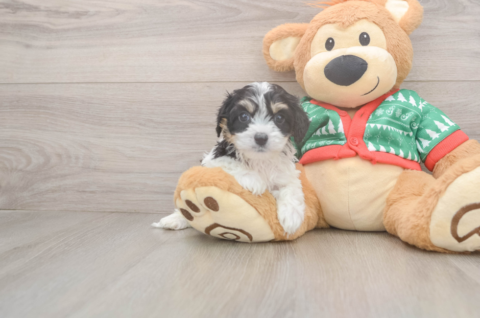 6 week old Cavachon Puppy For Sale - Windy City Pups