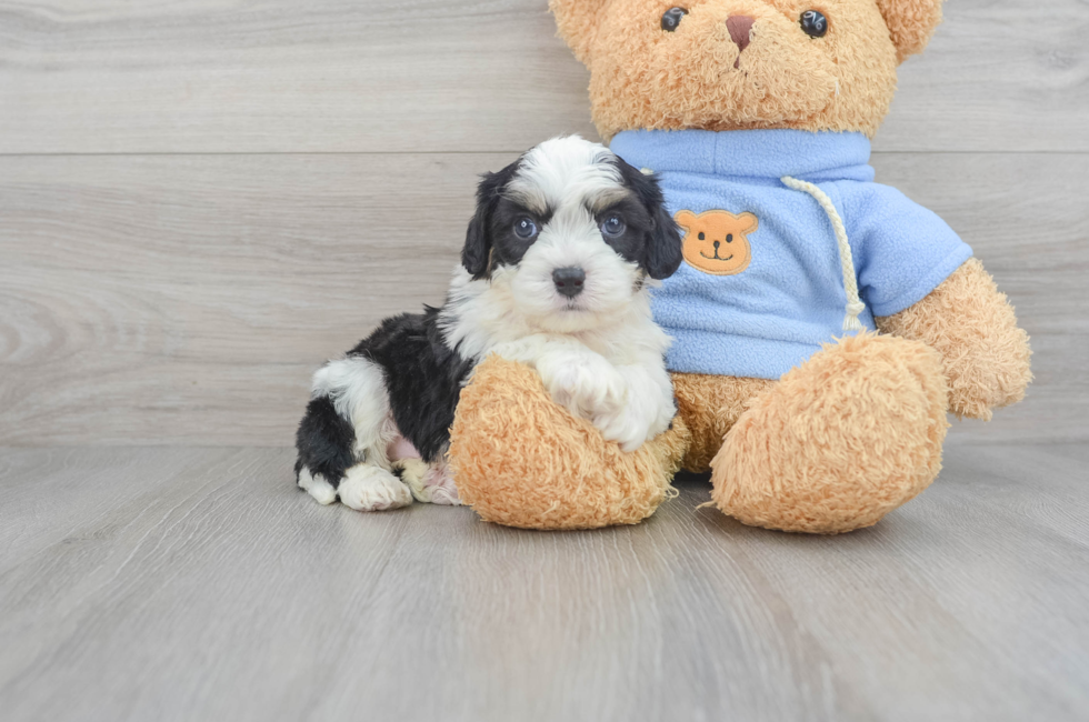 6 week old Cavachon Puppy For Sale - Windy City Pups