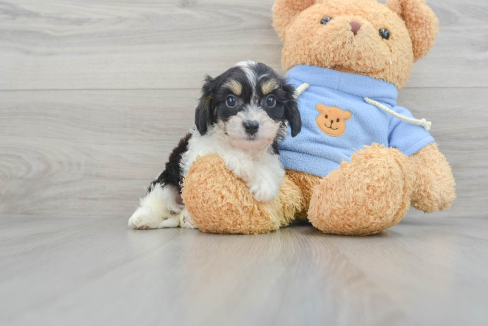 Friendly Cavachon Baby