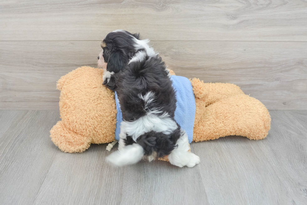 Cavachon Pup Being Cute