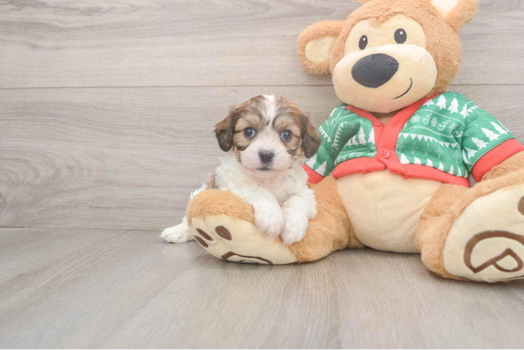 Cute Cavachon Baby