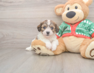 7 week old Cavachon Puppy For Sale - Windy City Pups