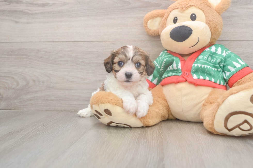 5 week old Cavachon Puppy For Sale - Windy City Pups