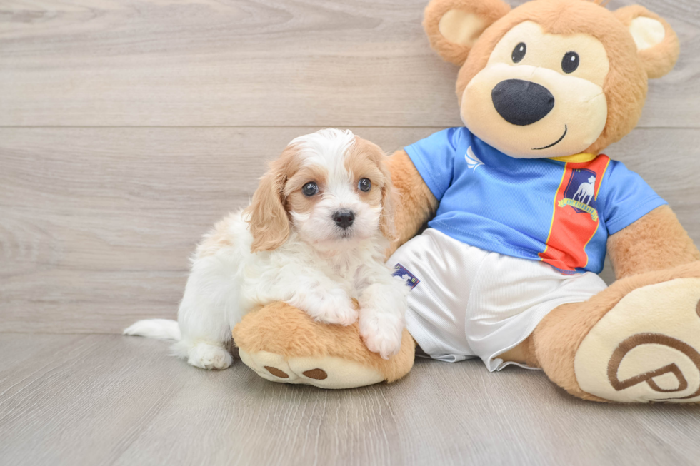 Cavachon Pup Being Cute