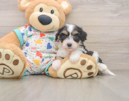7 week old Cavachon Puppy For Sale - Windy City Pups