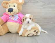5 week old Cavachon Puppy For Sale - Windy City Pups